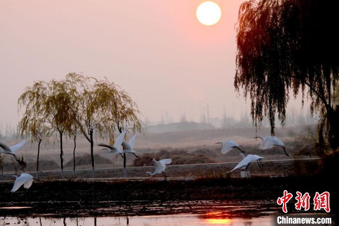 图为一群白鹭在清晨的湿地飞舞嬉戏。　陈礼 摄