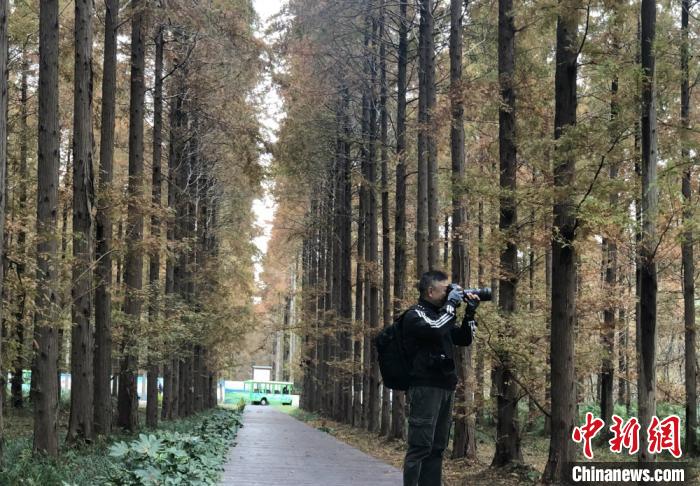 中国侨网全球华人摄影家在江苏东台黄海国家森林公园拍摄。　于从文　摄