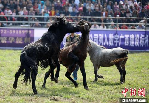 中国侨网两匹公马进行争斗。　王以照　摄