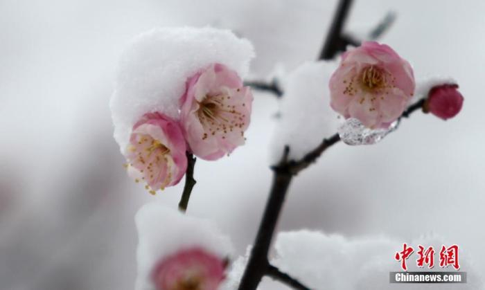 资料图：图为傲雪而放的梅花。 孟德龙 摄