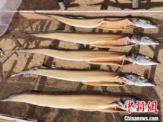 中国侨网被台山人称为“油带”的淡晒带鱼干　李晓春　摄