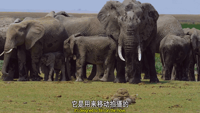 大象围观行走的“屎”
