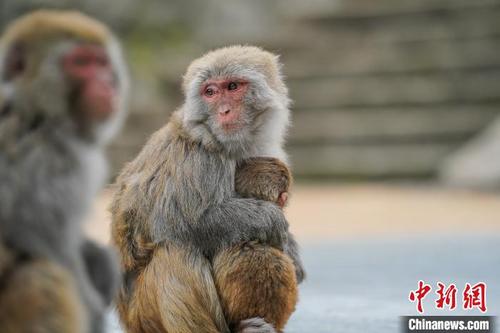 中国侨网图为巴腊猴山的猕猴。　陈冠言　摄