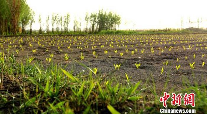 资料图：“立夏”节气预示着春天结束，夏天到来。图为晨光中张掖甘州区田野的玉米苗正在茁壮成长。　陈礼 摄