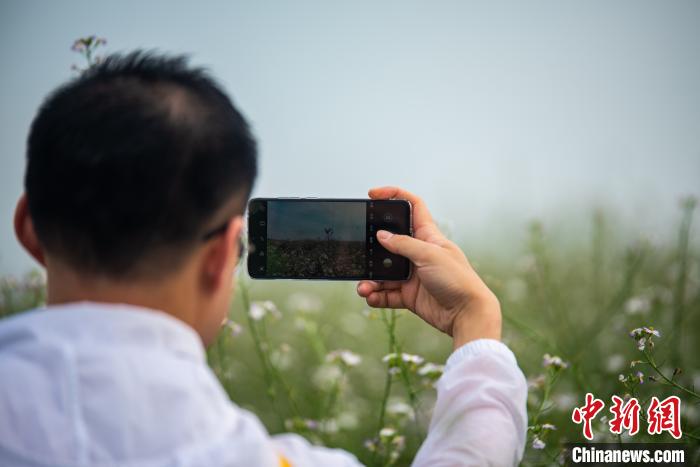 一名男子使用手机拍摄萝卜花。　王以照 摄