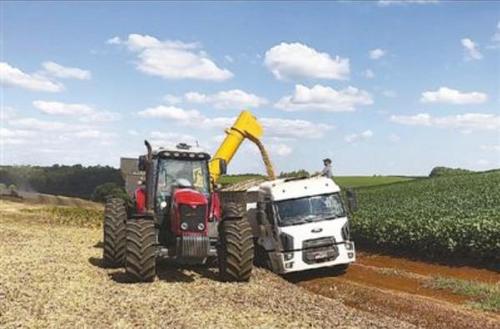 中国侨网在巴西南里奥格兰德州的一家大豆农场里，工作人员正在将收获的大豆装车运输。该农场七成以上的大豆销往中国。本报记者 张远南摄