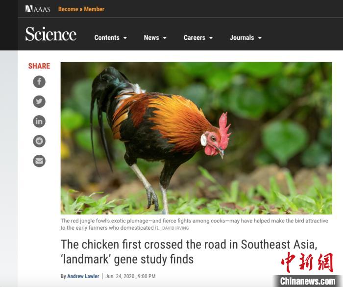 中国科学家研究发现：家鸡驯化或始于东南亚和中国西南