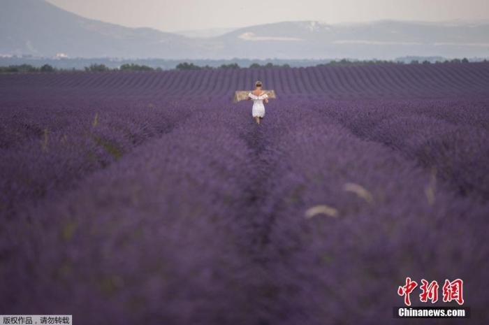 资料图：当地时间7月1日，法国南部Puimoisson薰衣草绽放，田野间形成一片紫色花海。