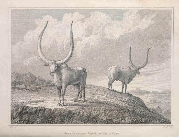 艺术家对桑加牛的描绘。 查尔斯·希思以绘画讲述亨利·萨尔特（Henry Salt，1780–1827年）到阿克苏姆的见闻，1814年