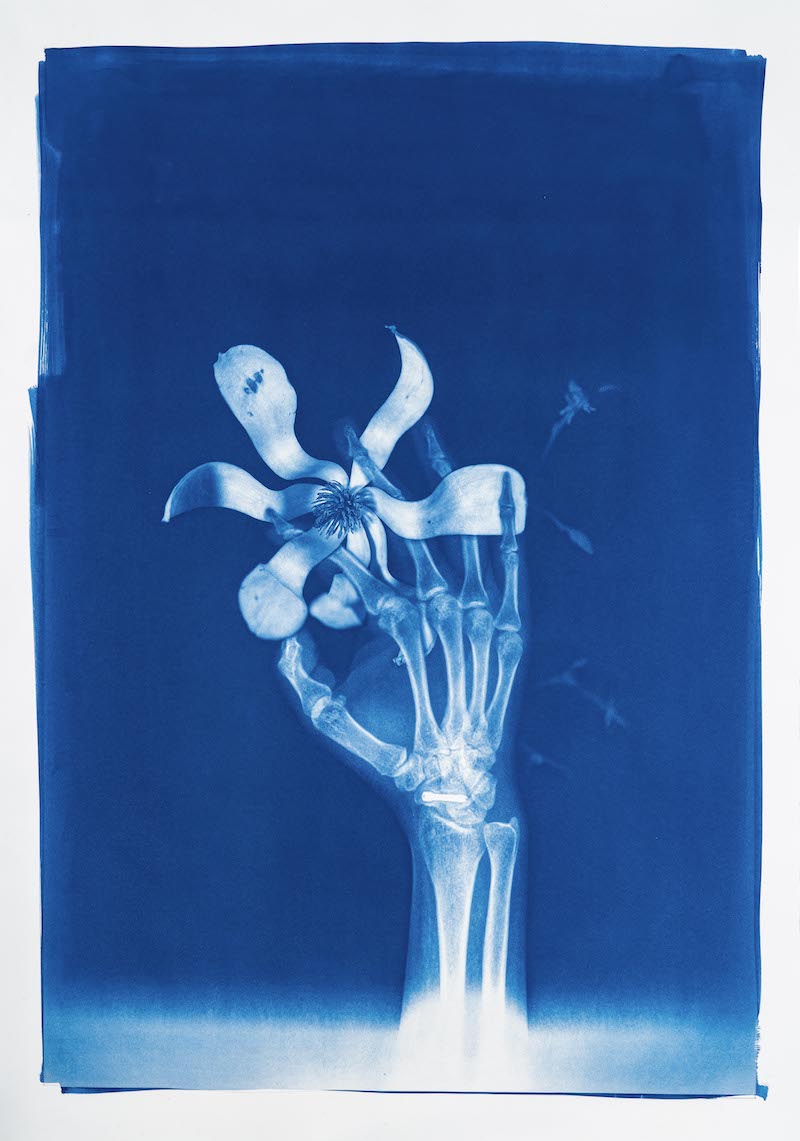 胡为一 《蓝色骨头》摄影 蓝晒法于水彩纸 2020