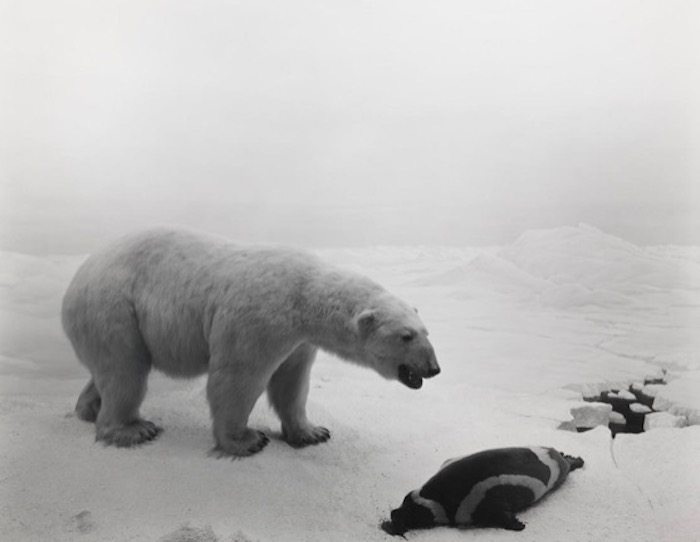杉本博司，《北极熊》，1976年，42.3×54.6 cm
