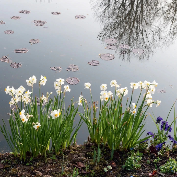 池塘边种植的水仙花