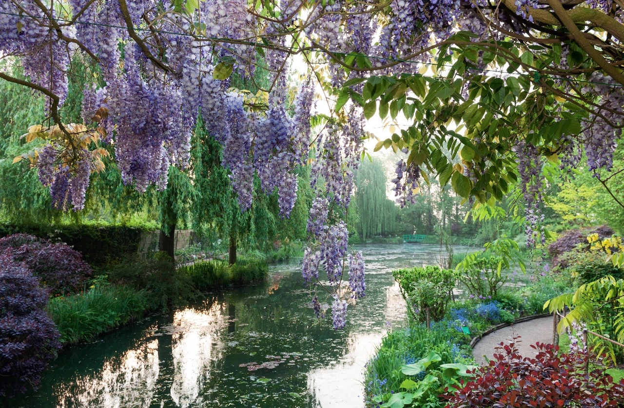 莫奈找人将水园扩大，并且在里面种下睡莲。1910年后，水园成为莫奈主要的灵感源泉，他画下这里的日本桥将近50次