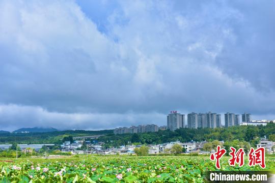 中国侨网图示腾冲市十里荷花风景区。　侯开旷　摄