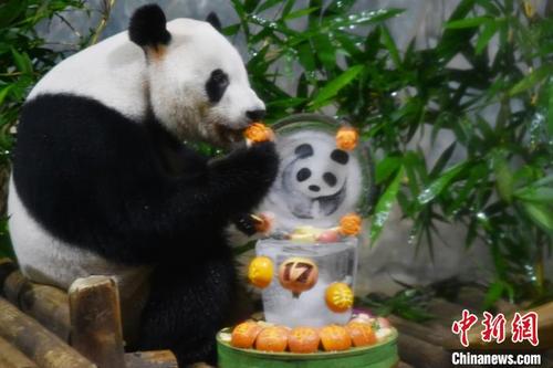 中国侨网工作人员为“秋浜”准备的冰雕熊猫蛋糕　李木生　摄