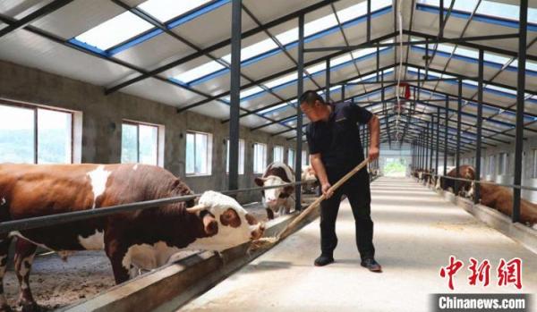 养牛产业带动大黑山致富。磐石市委宣传部供图