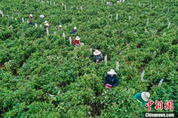 图为村民们在地里采摘树莓。　李红卫 摄