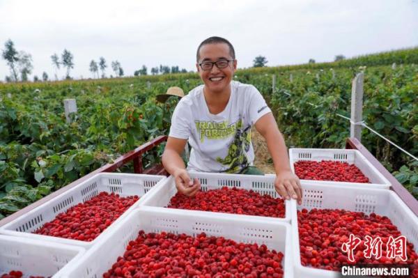 在父亲的影响下，陈天安的儿子陈庚也放弃在煤矿的工作，回到村里种植树莓，学习土地规划、种植、销售等方面的知识，成为一名“新农人”。　李红卫 摄