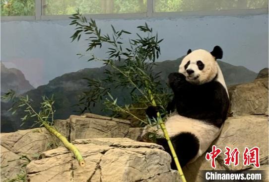 大熊猫进食。中国大熊猫保护研究中心供图