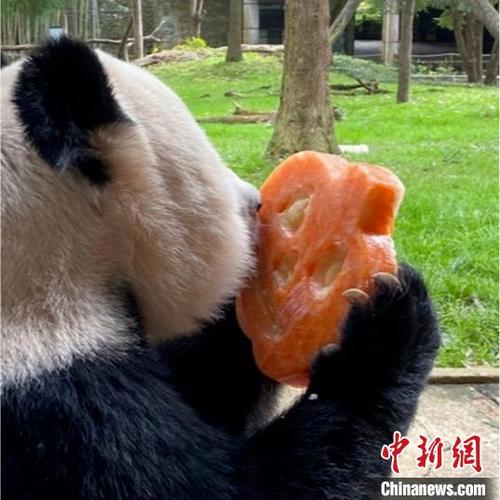 中国侨网大熊猫进食。中国大熊猫保护研究中心供图
