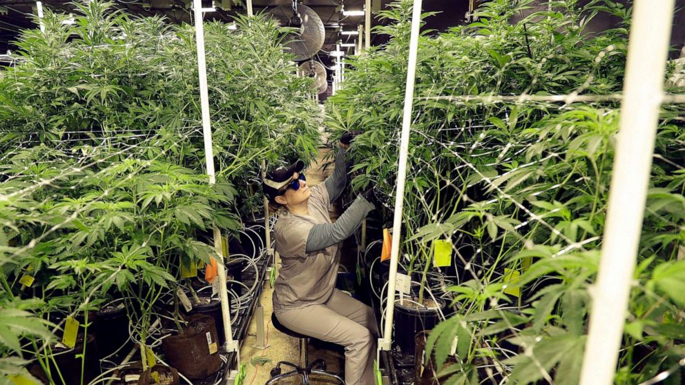 PHOTO: A grow employee at Compassionate Care Foundation's medical marijuana dispensary, trims leaves from marijuana plants in the company's grow house in Egg Harbor Township, N.J., March 22, 2019.