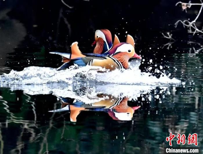 鸳鸯每年秋天集群从北方向南迁徙到长江中下游地区越冬 董玉清 摄