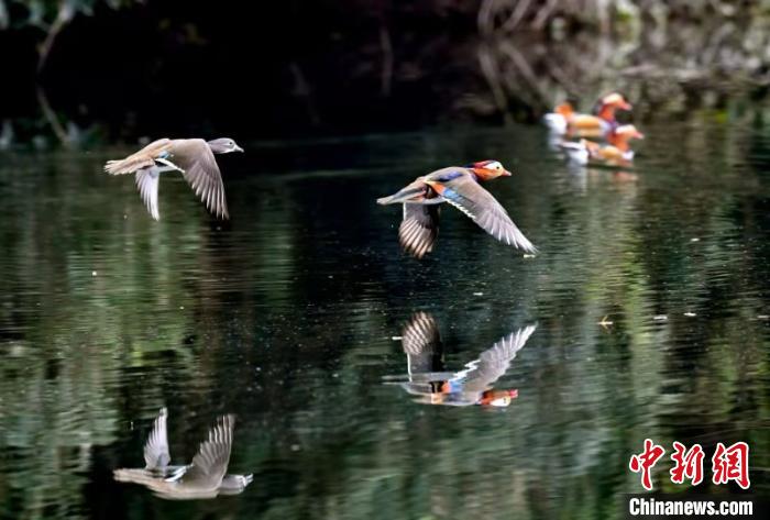 漳河流域成为鸳鸯在亚洲最大的栖息越冬地 董玉清 摄