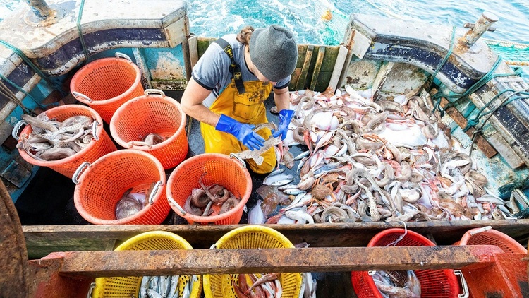 渔业已不再是欧盟关注要点 英欧贸易谈判协议达成依然难见分晓