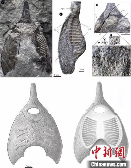 橄榄纹曲师鱼头甲化石照片及其复原图。郭肖聪 绘 供图 摄