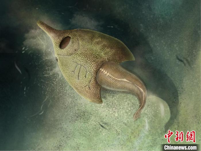 中国科学家研究新发现4.1亿年前最原始鸭吻鱼类