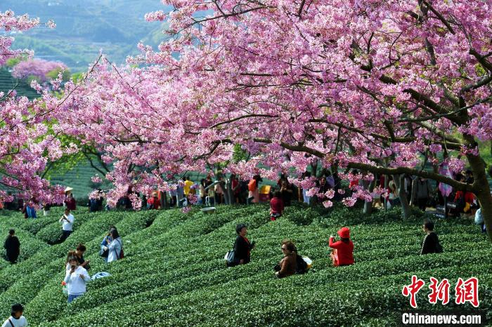 游客在樱花茶园内驻足拍照赏樱。　王东明 摄