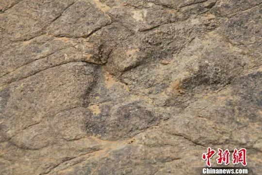 图为河北赤城县样田乡“落凤坡”发现的恐龙足迹。　宋锦丰 摄