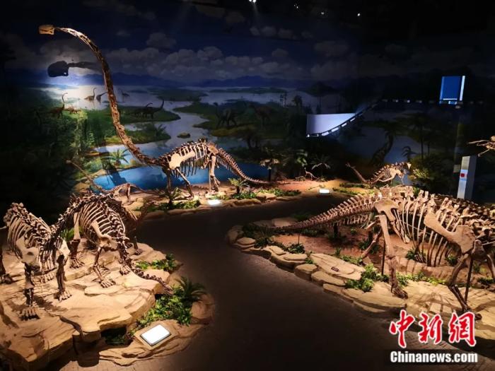 四川自贡恐龙博物馆展示的恐龙骨架。彭光照 摄