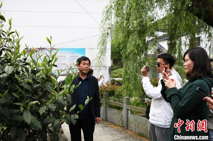 方继凡向海外华文媒体代表介绍太平猴魁茶树生长情况 刘浩 摄