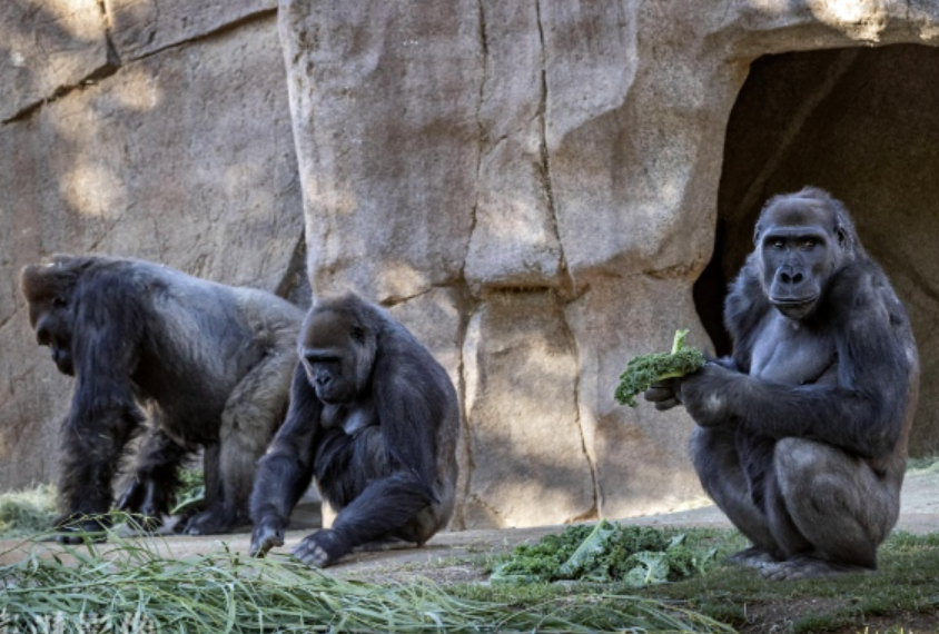 美国动物园里的大猩猩。