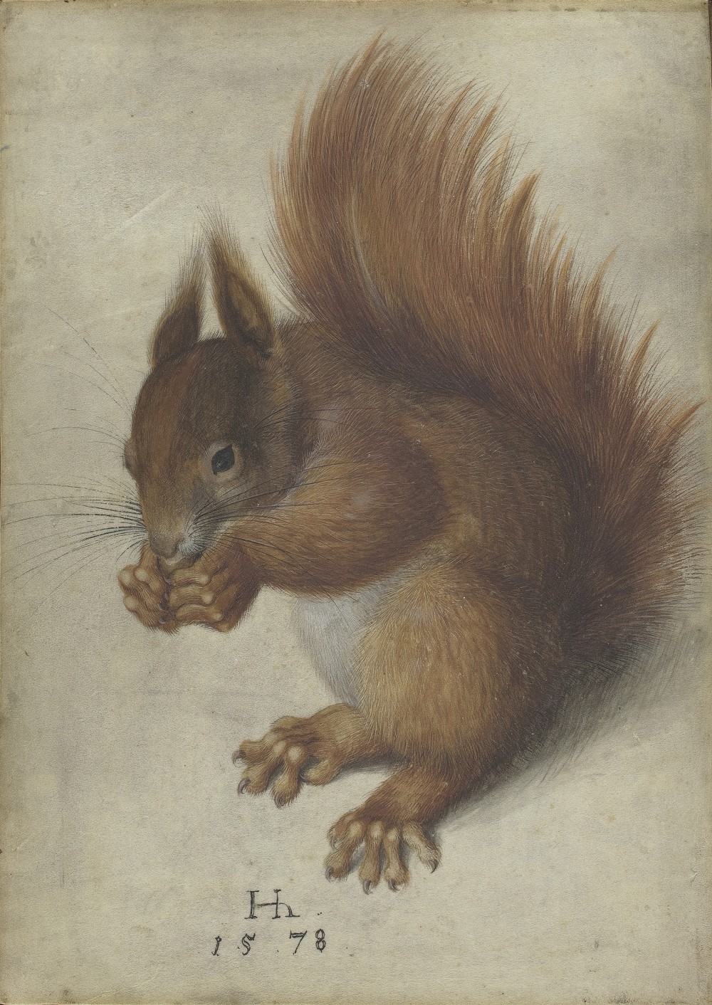 《红松鼠》，Hans Hoffmann，1578年，华盛顿国家美术馆藏