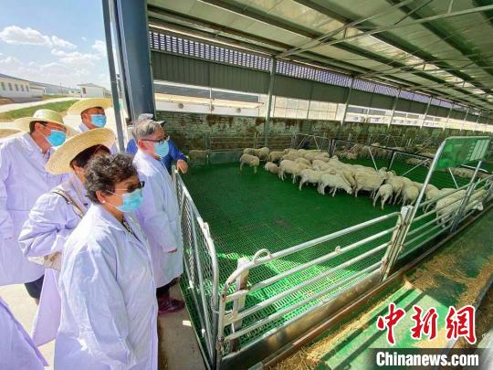 华媒代表们参观庆环肉羊制种基地。　高展 摄