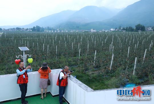 海外华媒代表探访越西现代农业(苹果)融合发展示范园。　王磊 摄
