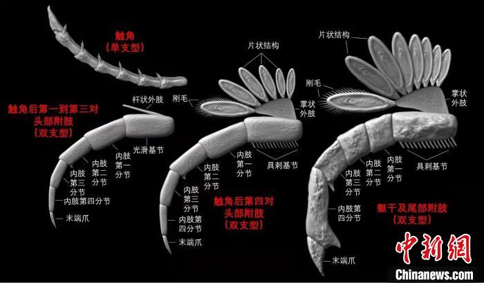 图为达子小盾形虫的附肢结构 云南大学供图