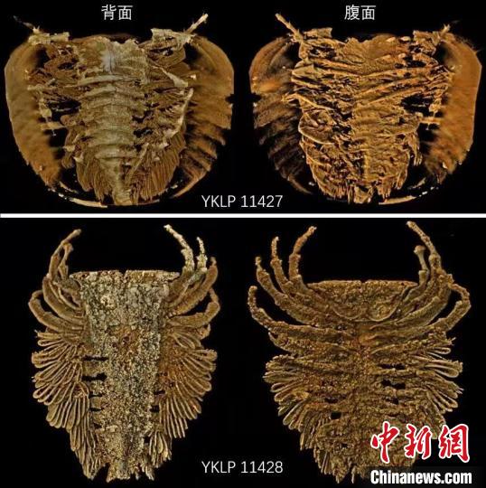 图为高清扫描及精细复原后的化石标本 云南大学供图