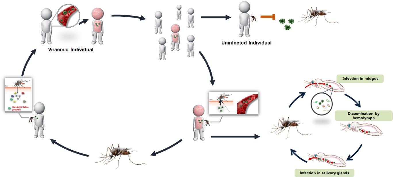 蚊媒病毒“宿主-蚊”传播循环。
