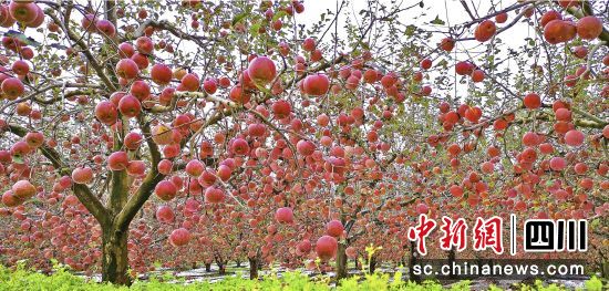  盐源县已成为全国高原地区苹果第一大县。郭建良摄