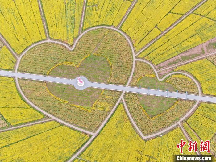 图为数百亩金色油菜花盛开，花海中的“爱心”图案。　刘力鑫　摄