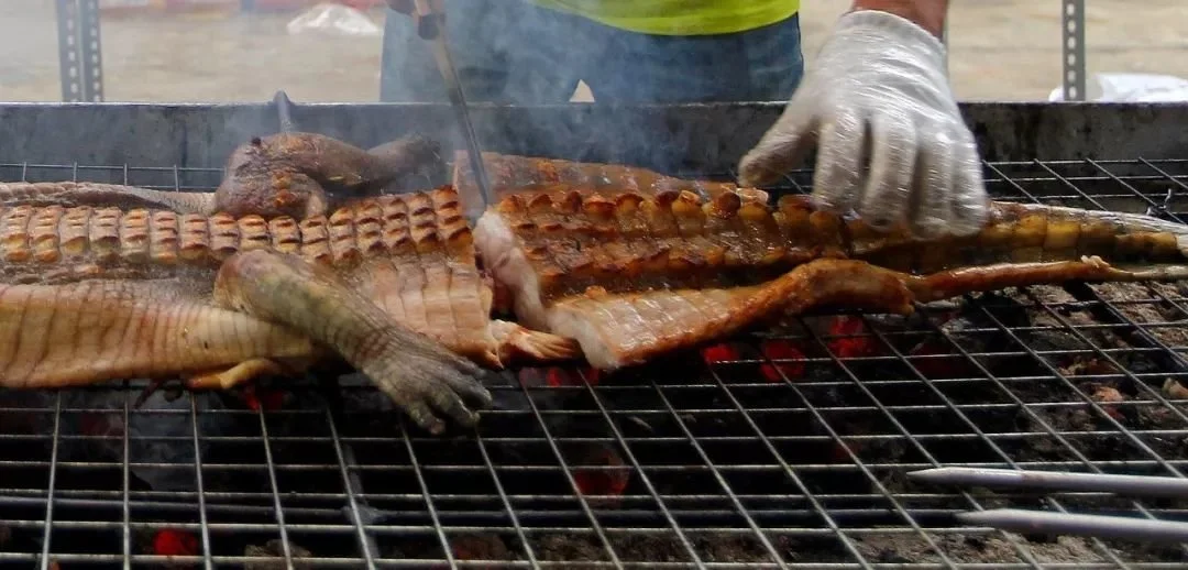 据说广西烧烤里的鳄鱼都是人工养殖。图/视觉中国