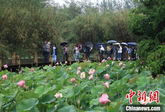 海外华媒代表在西昌邛海湿地公园拍摄荷花。　王磊 摄