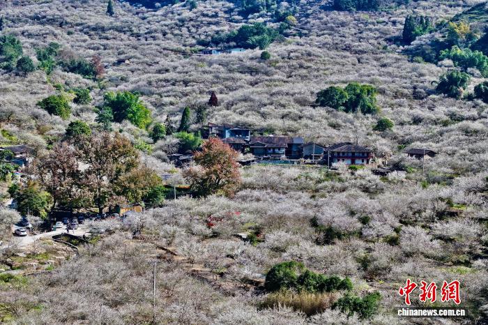中国侨网1月4日,航拍福建省永泰县万亩梅林。近日,永泰万亩梅林迎来盛花期,漫山遍野的梅花次第绽放,如雪似霞,将冬日的山野装点得诗意盎然,吸引众多游客前来踏香赏梅。(无人机照片)中新社记者 王东明 摄