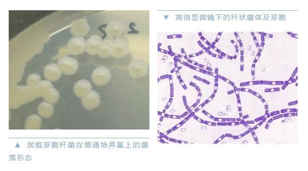 图片来源：中国疾控中心官方微信截图