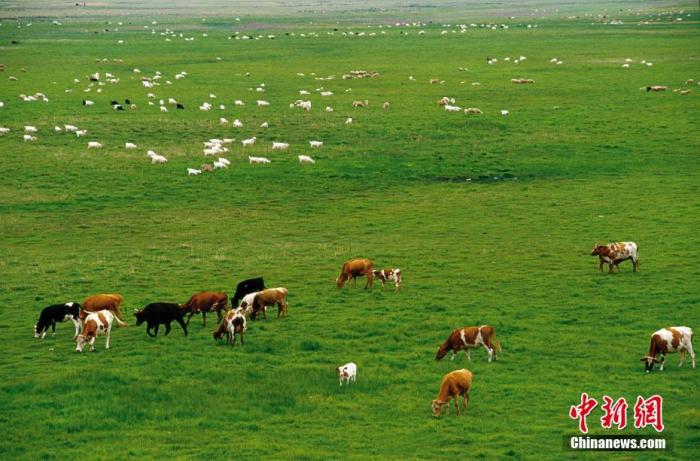 图为内蒙古草原上的牛群。 陈一年 摄 图片来源：CTPphoto